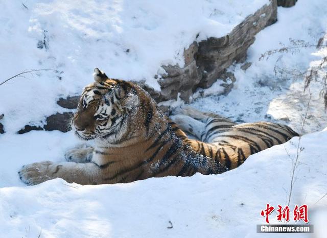 吉林长春东北虎雪地撒欢卖萌