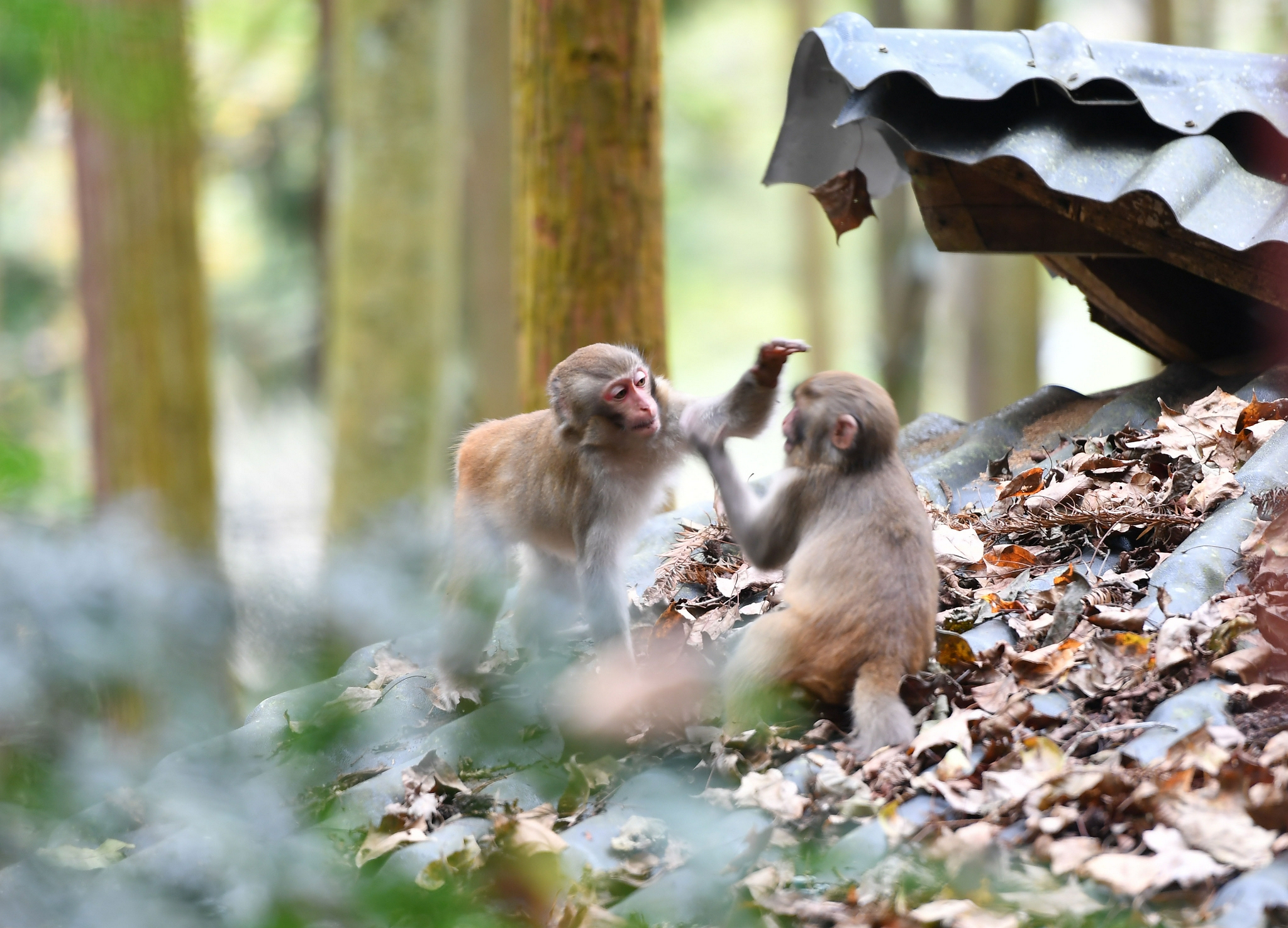 聰明且通人性的獼猴是我生活中最親密的朋友大家因此叫我