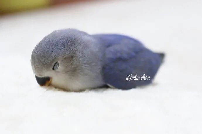 漂亮啾啾这个颜色真好看,睡姿也萌炸了!__财经头条