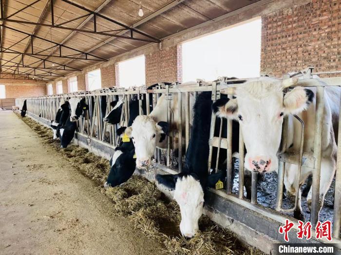 走进养殖场，在饲养人员的照料下，牛探出头食用着融合了秸秆的饲料。　潞城区融媒体中心供图
