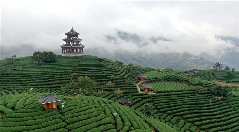 广西三江雨后茶园如仙境
