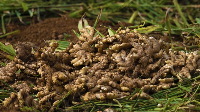 广西钟山小黄姜种出致富路