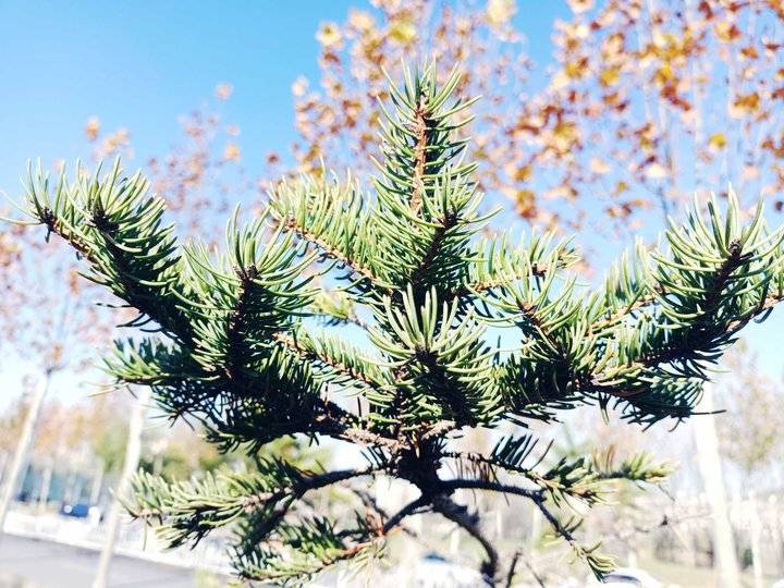 青未了冬日暖阳下的杉松