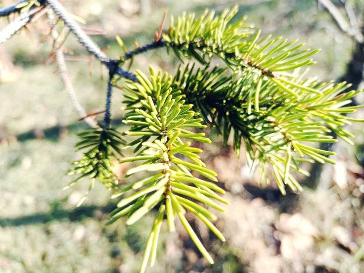 青未了冬日暖阳下的杉松