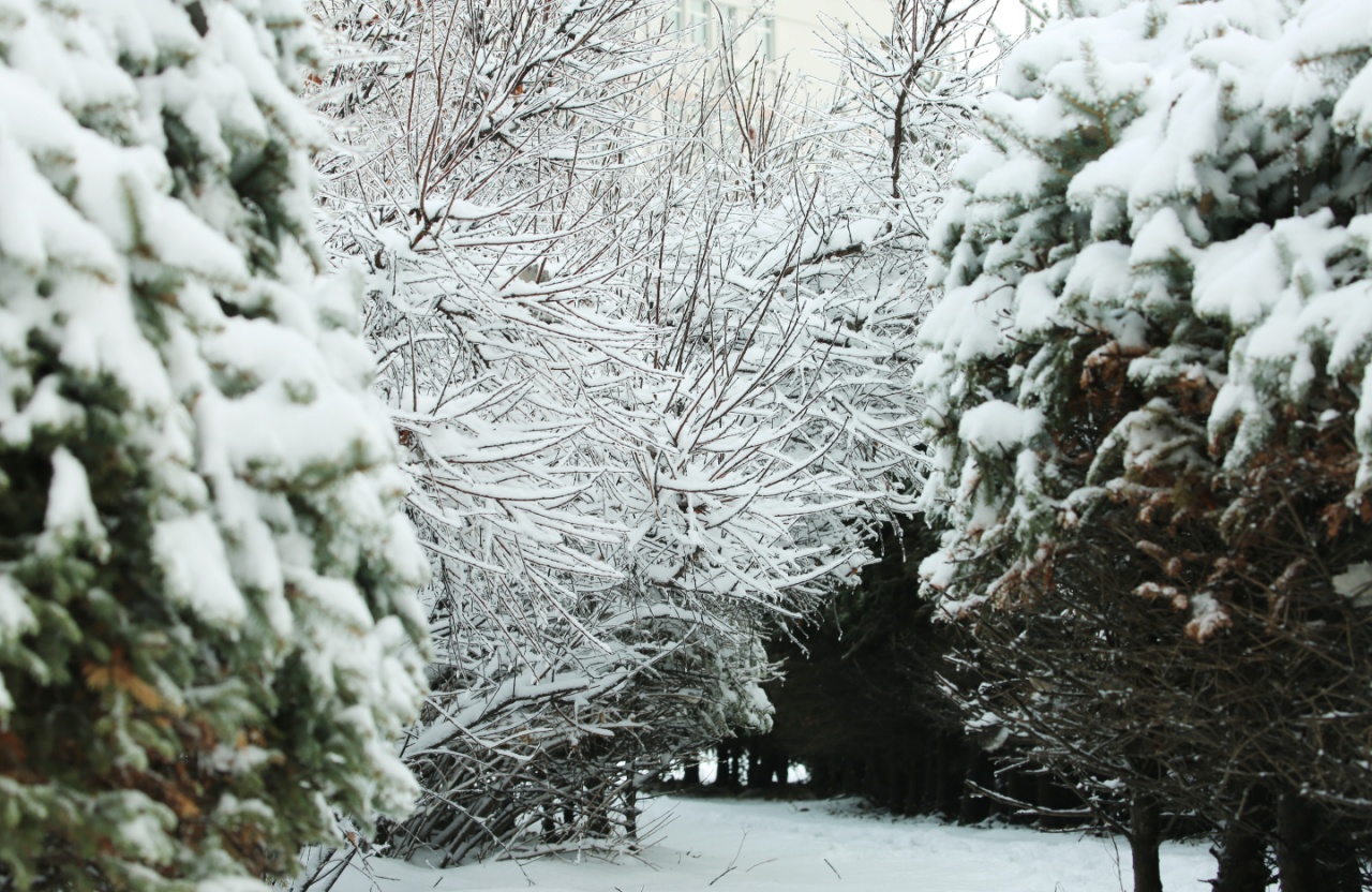 雪後的樹木披上了潔白的外衣.冬雪裝點了夢幻般的校園.