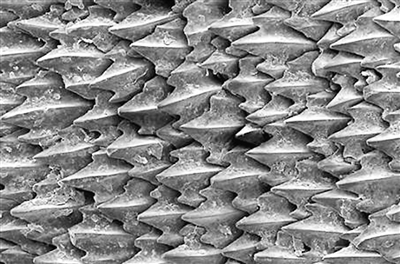 "鲨鱼皮"涂层|生物_新浪财经_新浪网