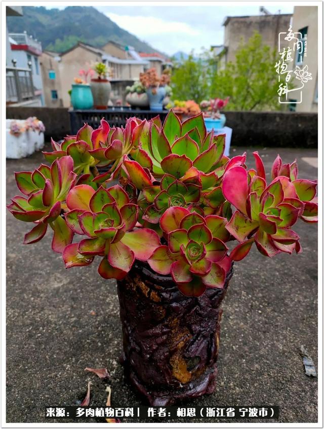 法师黄桃真的奶油味酥皮鸭阿美星蜡笔外国名爱德华锦,中华叫朝霞锦,这