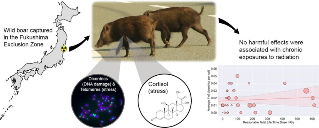 福岛核事故十年后，“禁区” 里的野猪们怎么样了？休闲区蓝鸢梦想 - Www.slyday.coM