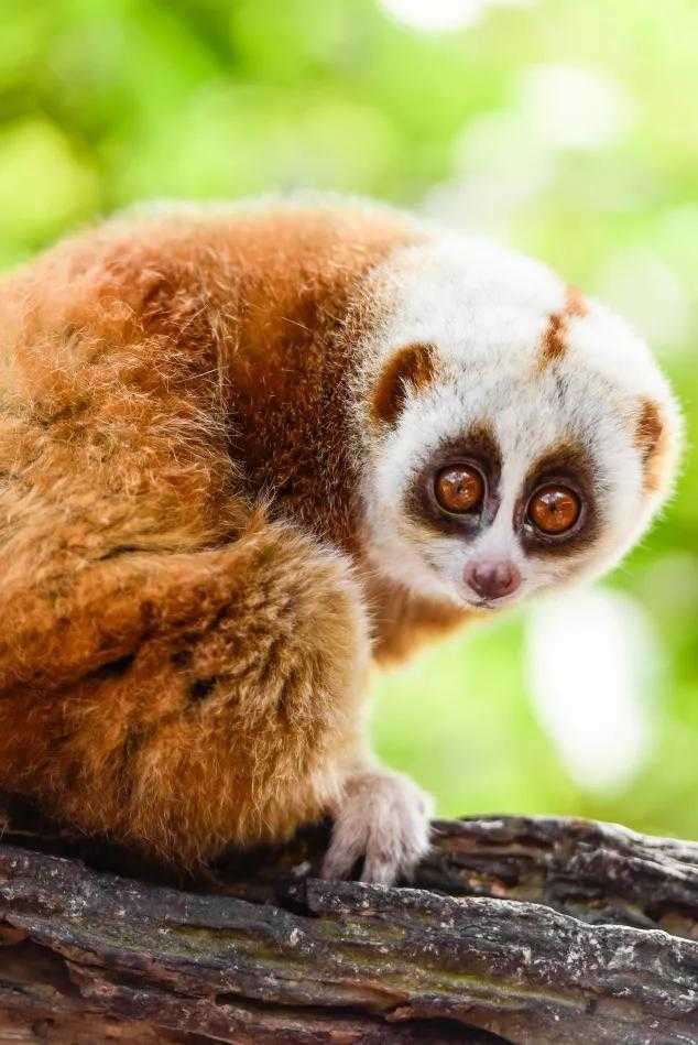 宋天意我爱故乡的蜂猴