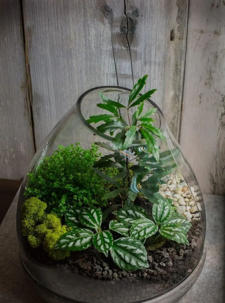 适合种在玻璃缸里的6种小型植物,可在桌面布置一个"迷你世界"