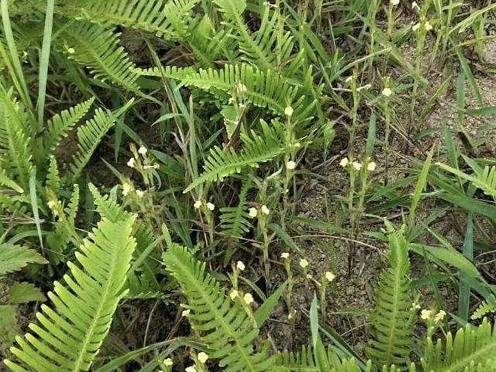 人称圣草的独脚金看似普通却千元一斤分享人工种植方法