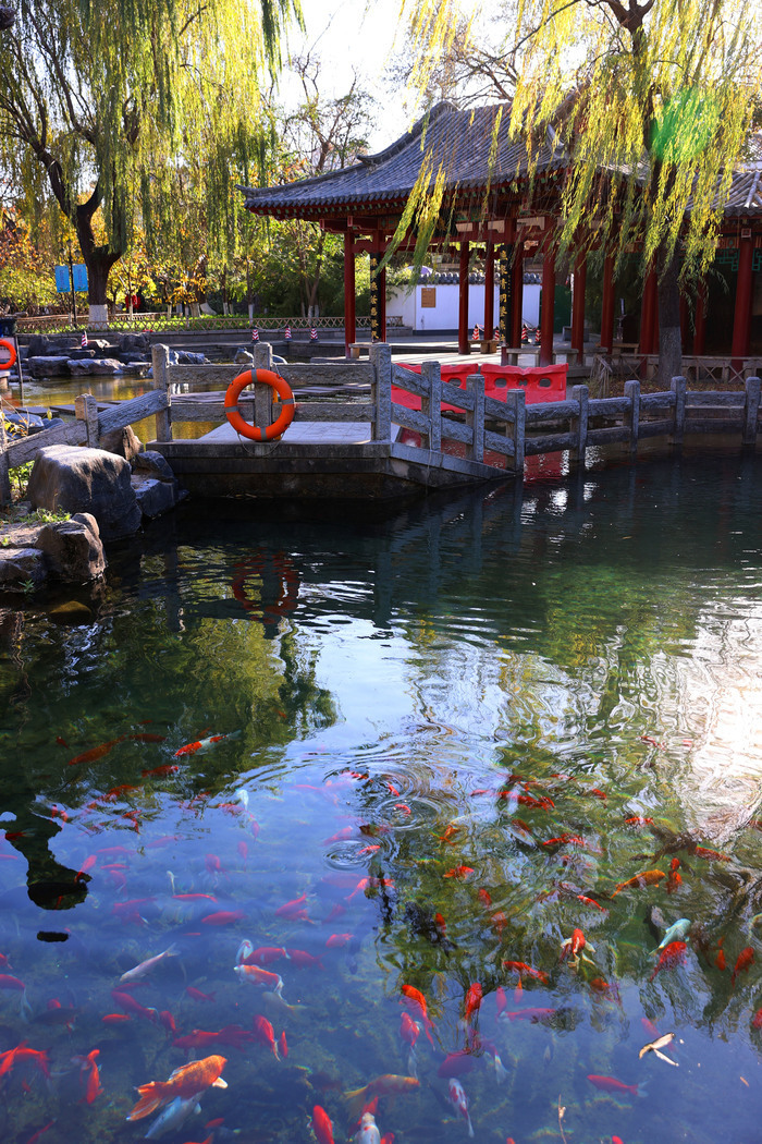 清泉明鉴 锦鲤欢跃——赏济南新七十二名泉之濂泉