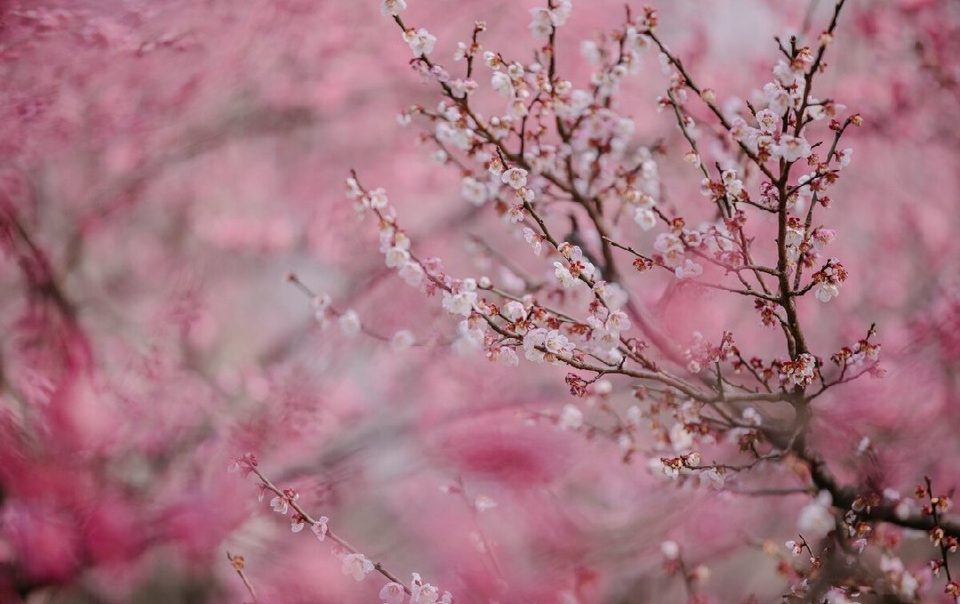 春风先发苑中梅,樱杏桃梨次第开