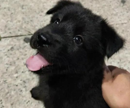 农村为什么很少有人养黑狗别不信有一定原因的