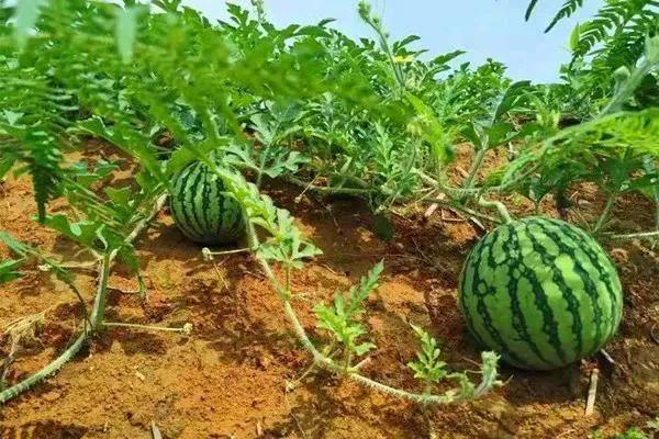 如何写种西瓜400字左右「如何写种西瓜400字左右作文」