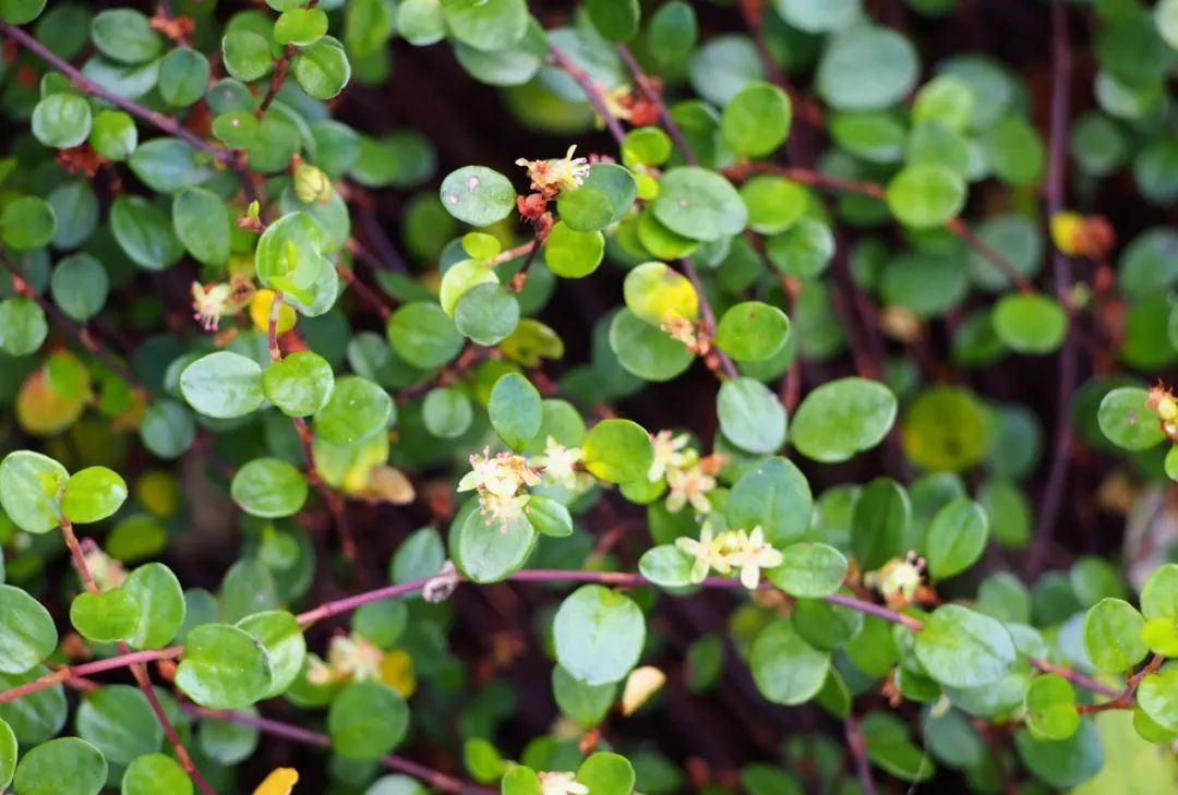 带锦千叶吊兰教你盆栽养护