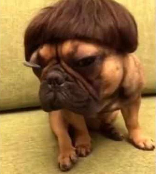 二哈主人给狗狗戴假发还拍照发朋友圈网友都说辣眼睛