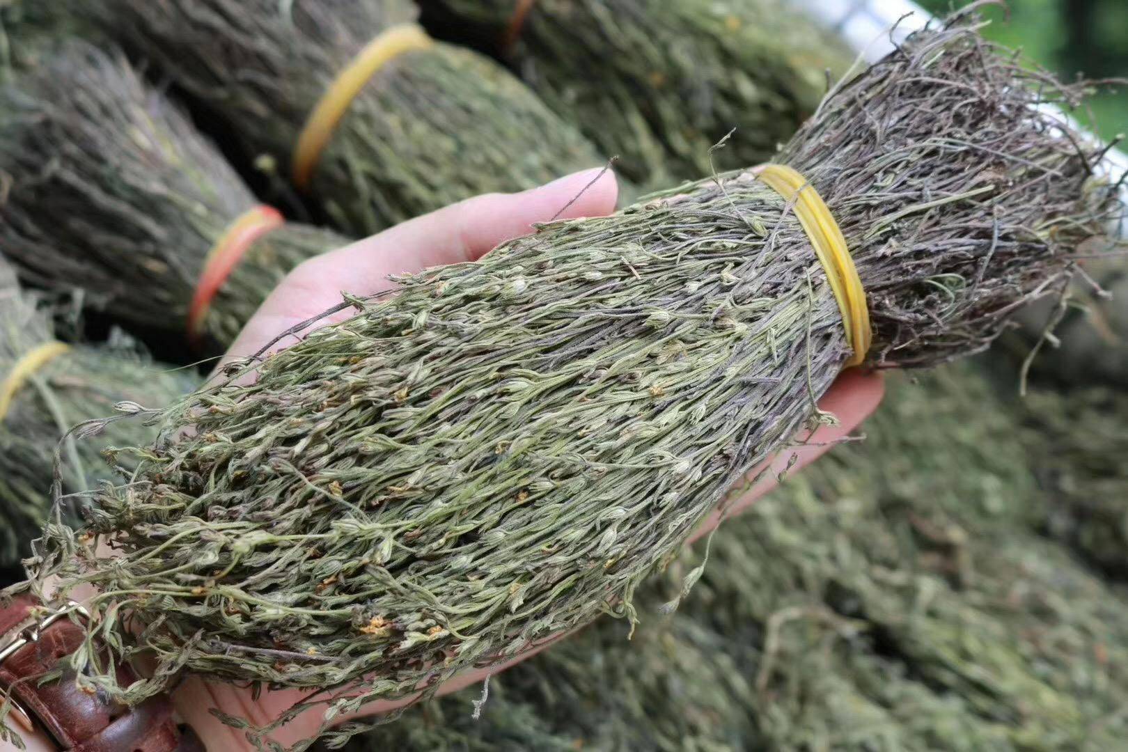 人称圣草的独脚金看似普通却千元一斤分享人工种植方法