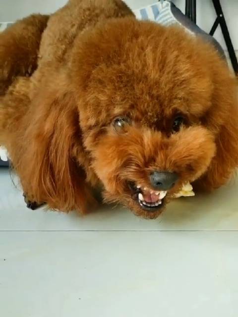 吉林一泰迪犬护食恐吓主人样子龇牙咧嘴凶相毕露