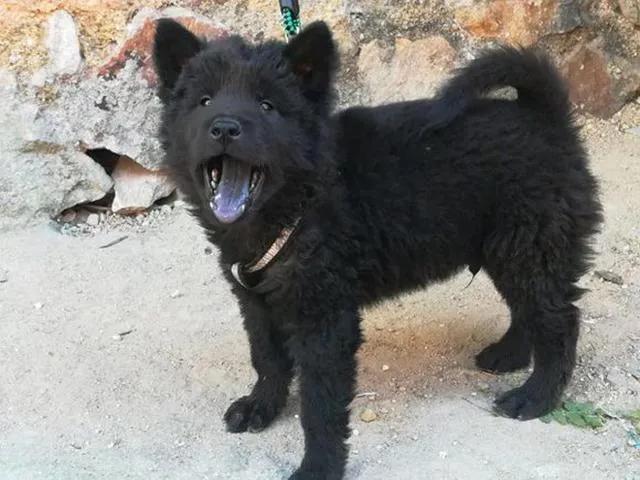 农村为什么很少有人养黑狗别不信有一定原因的