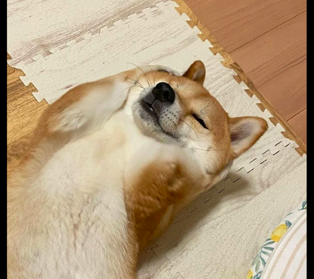 主人想要教育柴犬它却躺在地上耍赖捂耳朵又捂眼睛的成精了