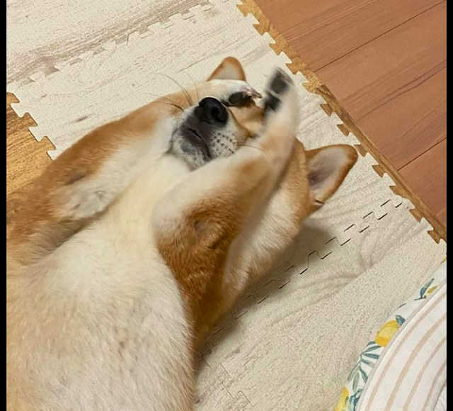 主人想要教育柴犬它却躺在地上耍赖捂耳朵又捂眼睛的成精了