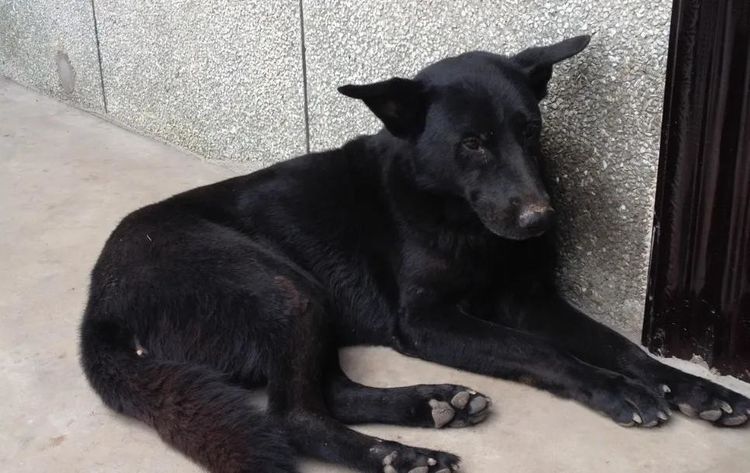 农村为什么很少有人养黑狗别不信有一定原因的