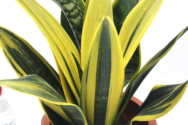 这5种植物难开花,想要赏花,该先学会"催花"小技巧|虎皮兰|君子兰|植物