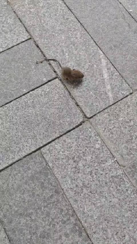 一只瘦不拉几的老鼠_手机新浪网