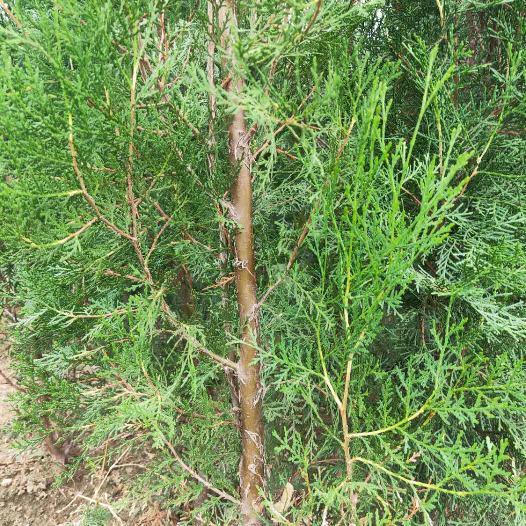 8元一斤农村用来烧火的侧柏叶如今用来洗头还可以熏腊肉