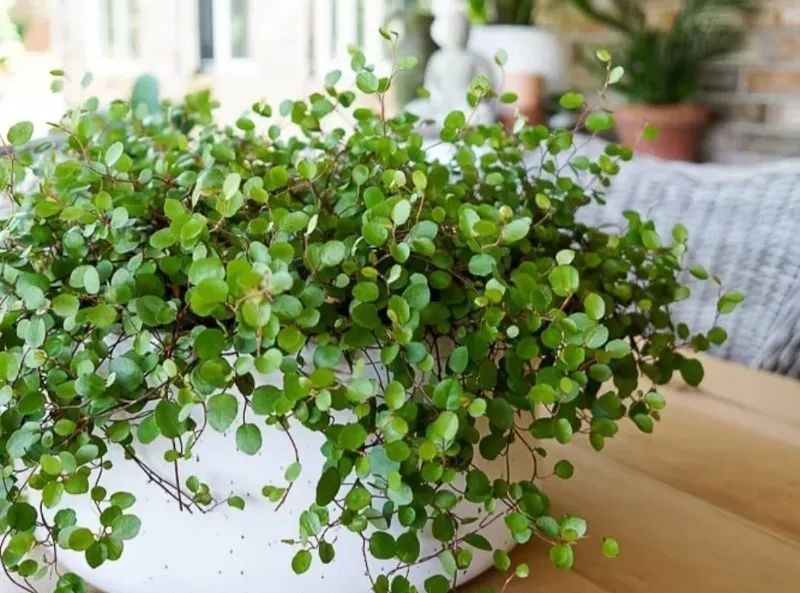 带锦千叶吊兰教你盆栽养护