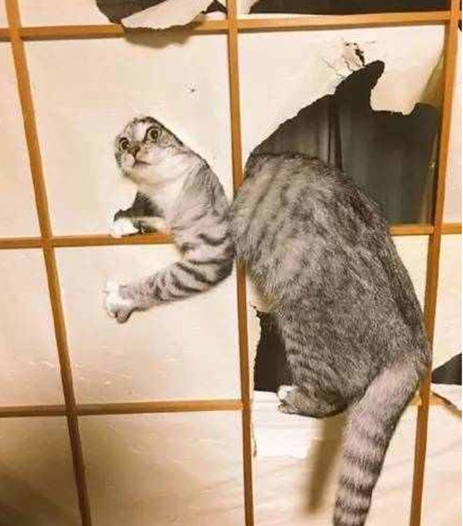 猫咪将纸窗户当玩具,三番五次捅破窗户纸,主人看了直呼心塞|窗户纸|猫
