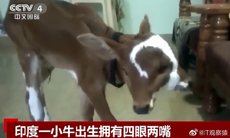 又是印度！印度一小牛出生拥有四眼两嘴　当地人称“奇迹”膜拜休闲区蓝鸢梦想 - Www.slyday.coM