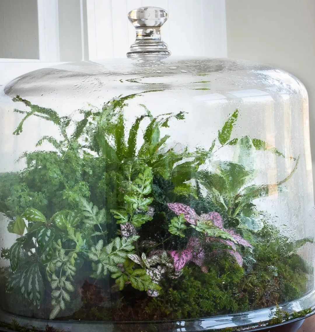 适合种在玻璃缸里的6种小型植物,可在桌面布置一个"迷你世界"