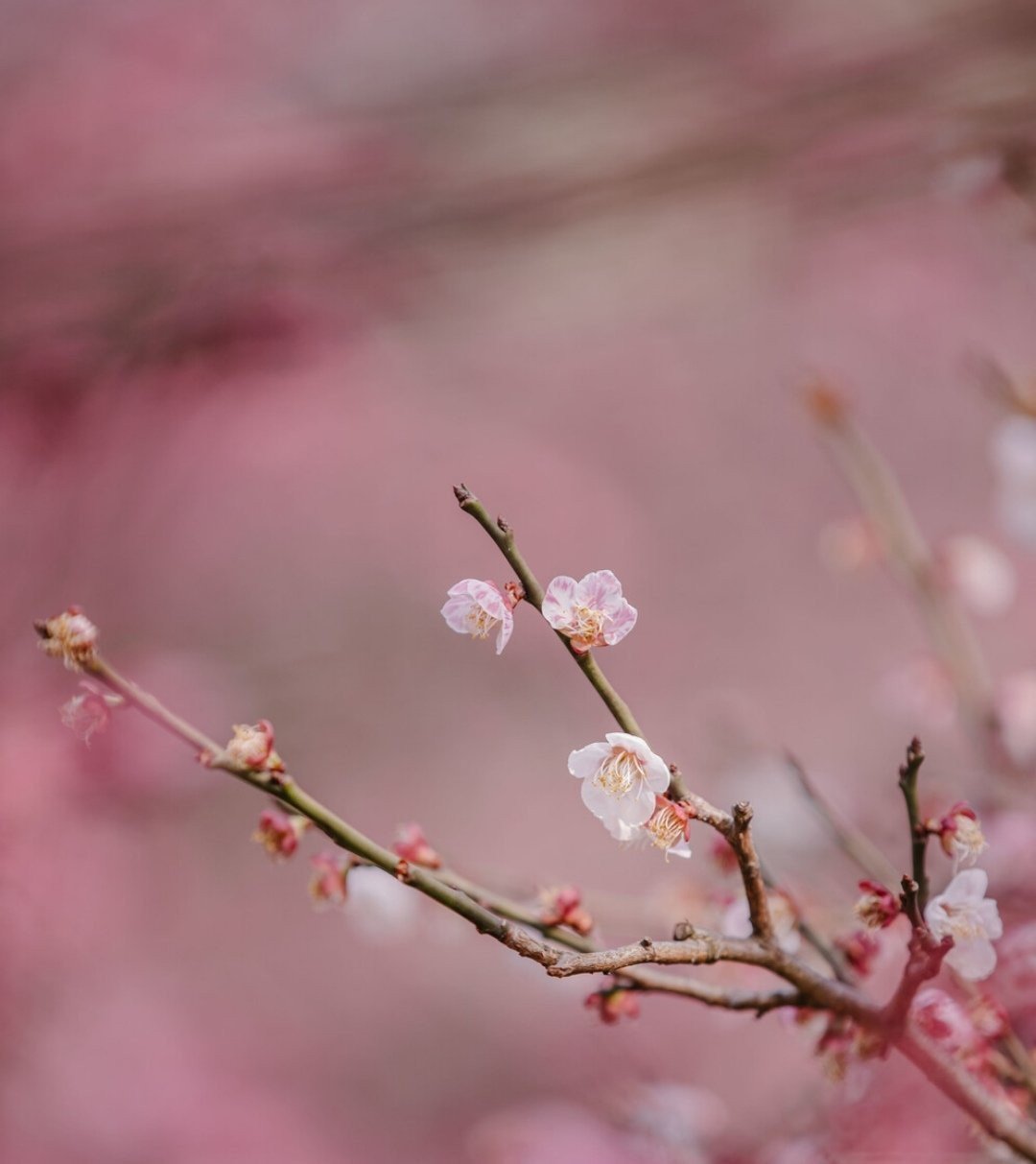 春风先发苑中梅,樱杏桃梨次第开