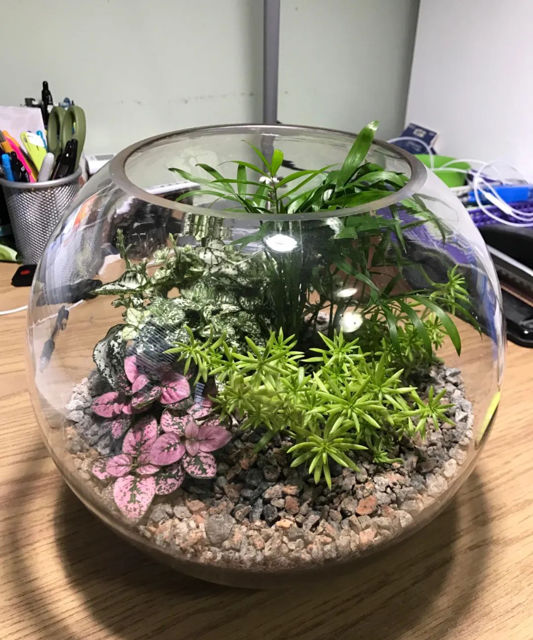 玻璃缸里的6种小型植物,可在桌面布置一个"迷你世界"|迷你世界|冷水花
