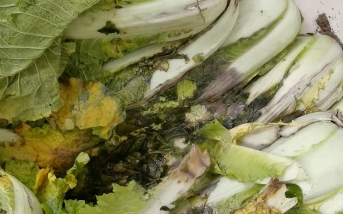 但让囤先生没想到的是,几天后,家里的大白菜叶子都黄了,有的甚至一整