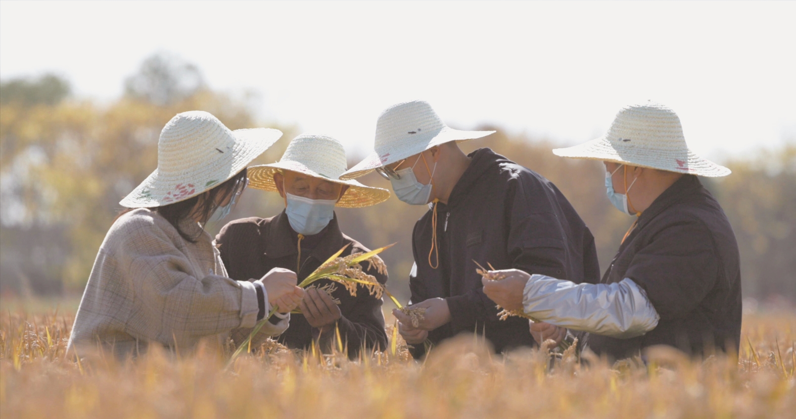 农业丰收农民增产