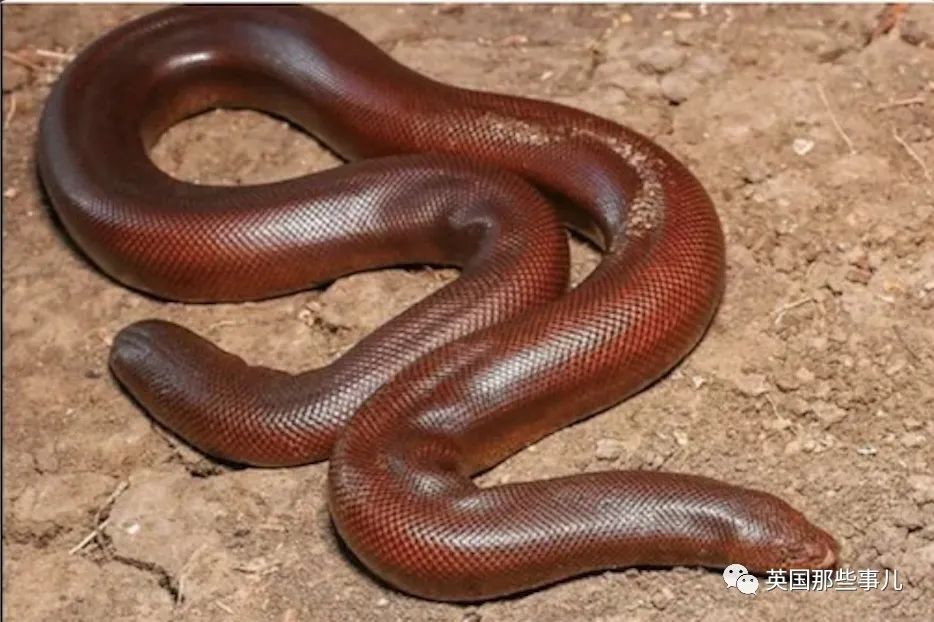 和传统观念,那么,从科学的角度来看,多头牛,多头蛇为啥会长成这样呢?