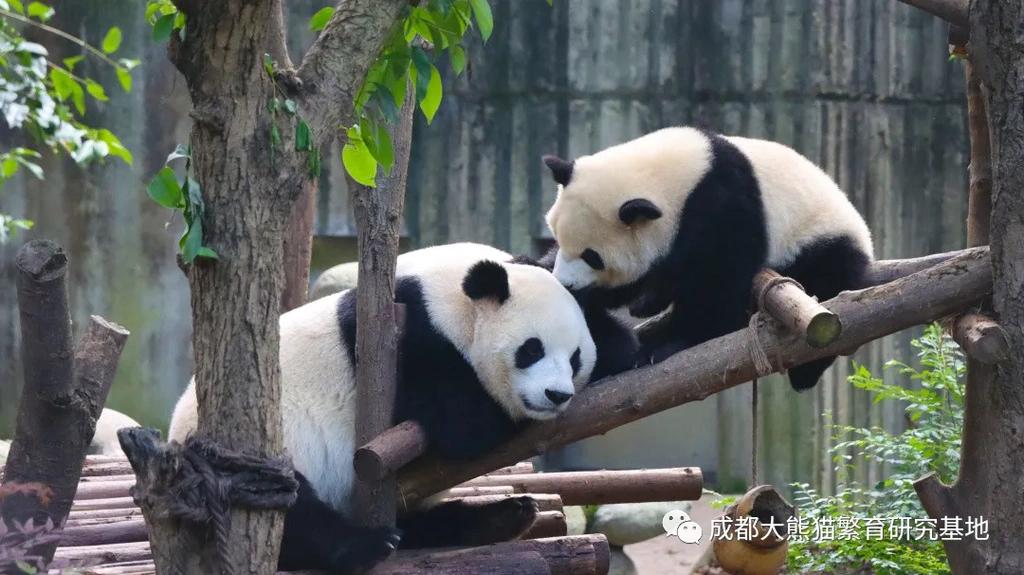 成都将发200万元文旅消费券，还推出11项文旅帮扶措施，最高奖1000万元休闲区蓝鸢梦想 - Www.slyday.coM