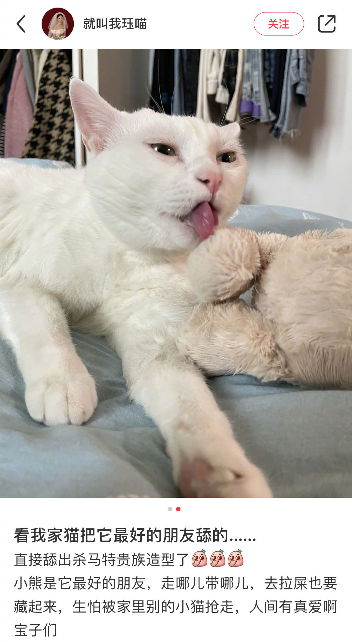 猫咪给自己最好的朋友舔毛