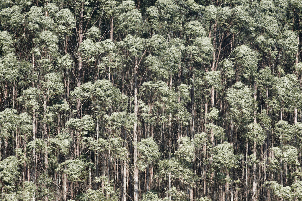 引入国内130年害苦了澳大利亚桉树危害大为何还大规模种植