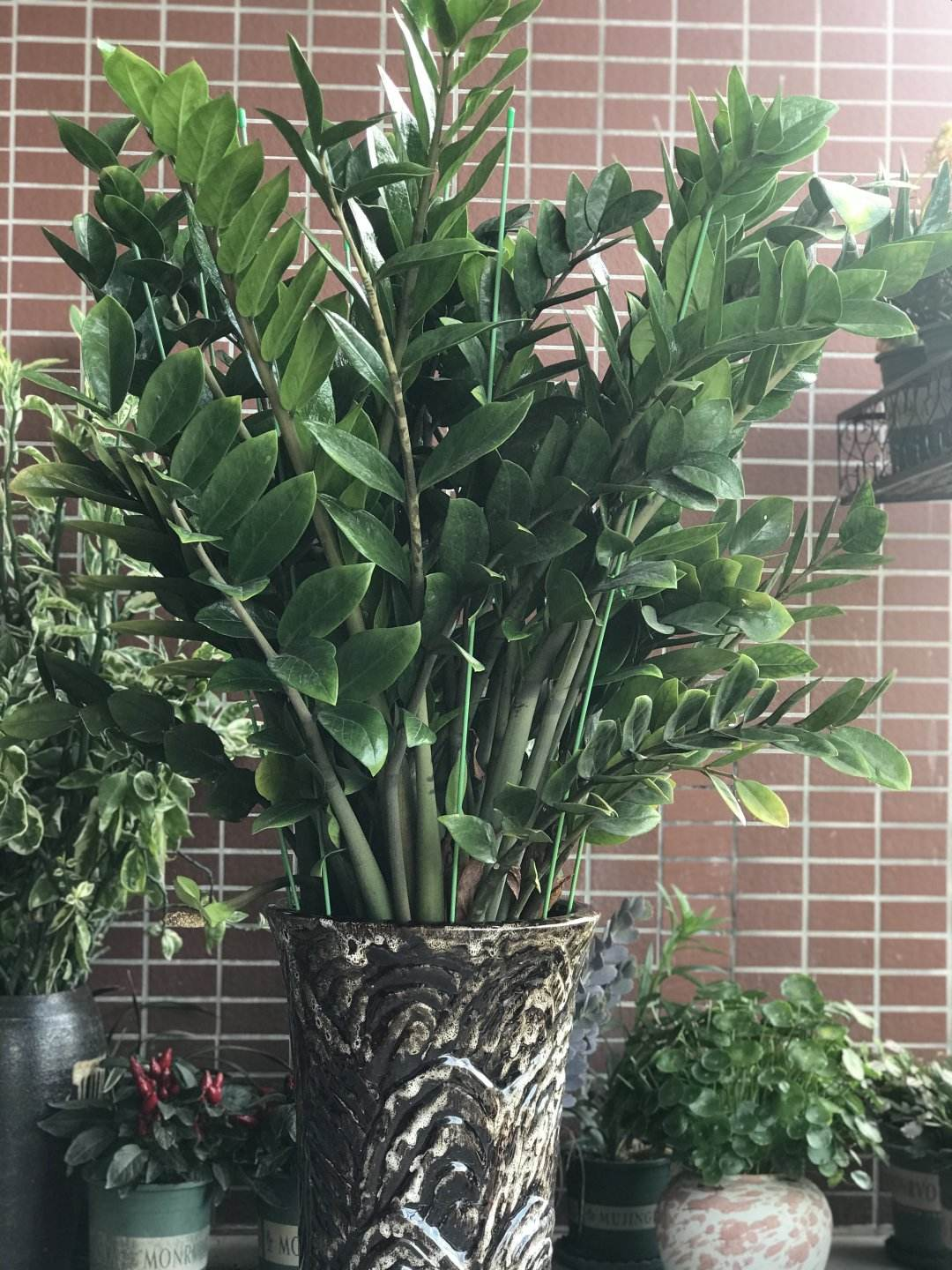 家里摆一盆金钱树招财进宝寓意好长得壮福气旺