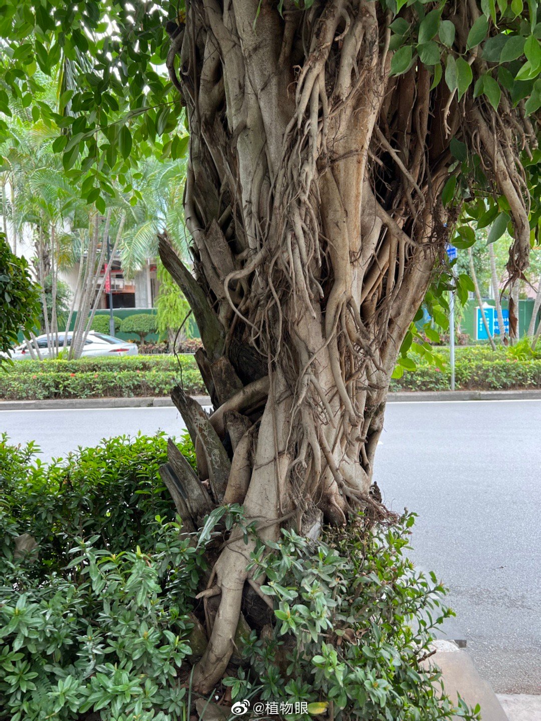 景洪街头的绞杀榕已成为一道奇异的风景线|景洪|海枣|气生根_新浪新闻
