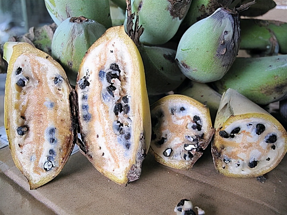 转基因香蕉上位?香蕉要灭绝这事儿,恐怕是真的