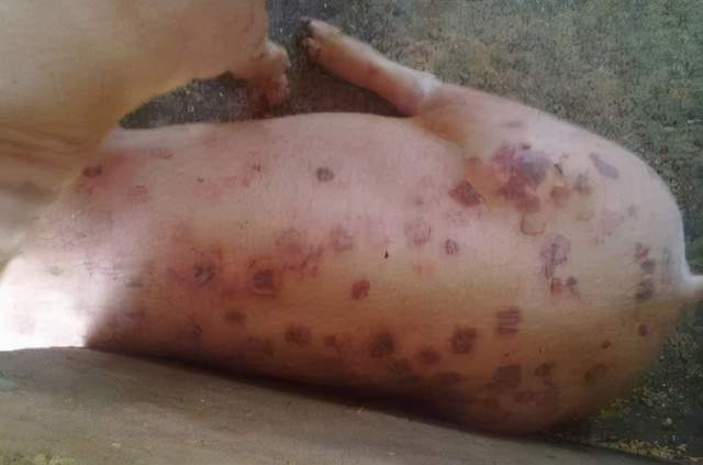 猪圆环病毒会不会传染猪圆环病毒怎么治疗与防治本文告诉你