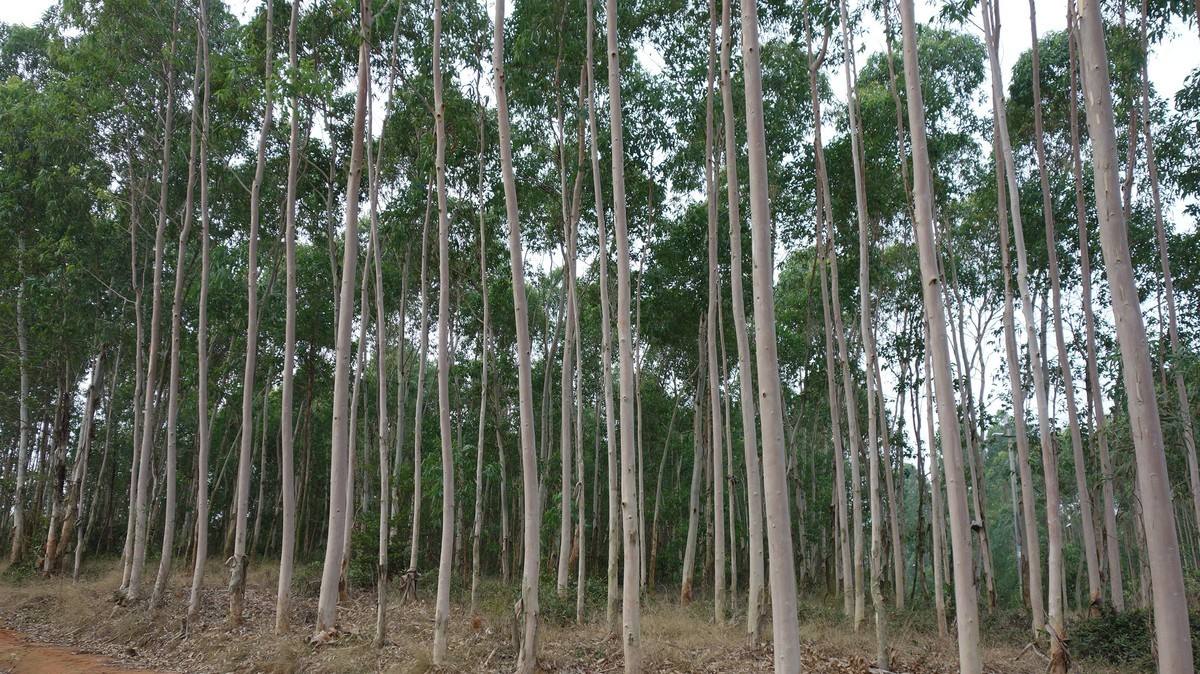 引入国内130年害苦了澳大利亚桉树危害大为何还大规模种植