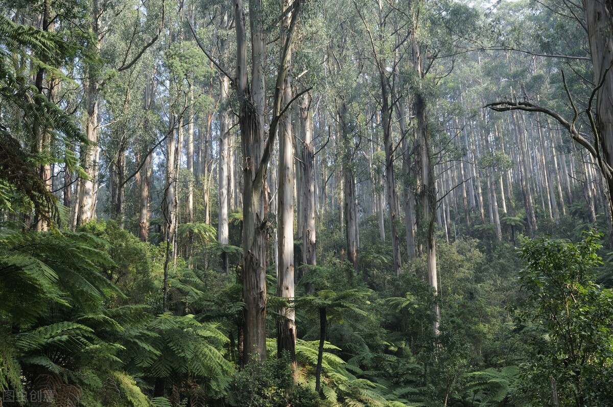 澳大利亚桉树林图片