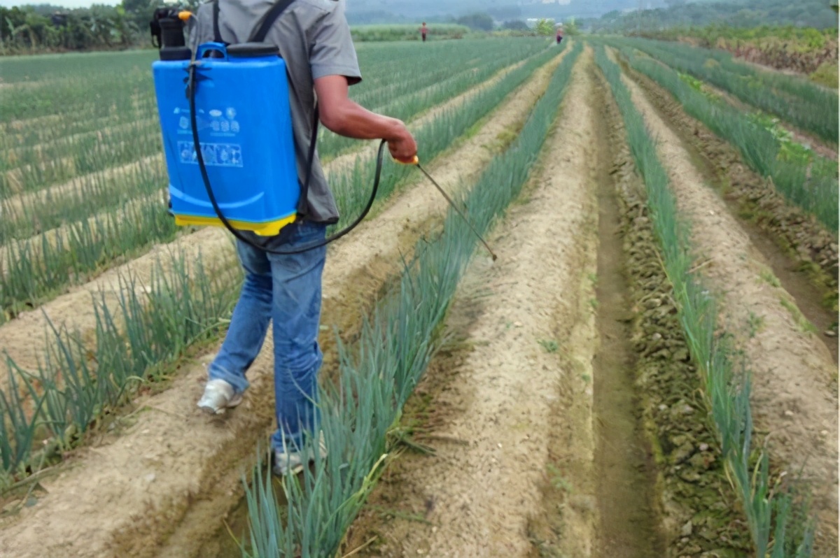 大葱上有蓝色痕迹要注意了可能是被染色了