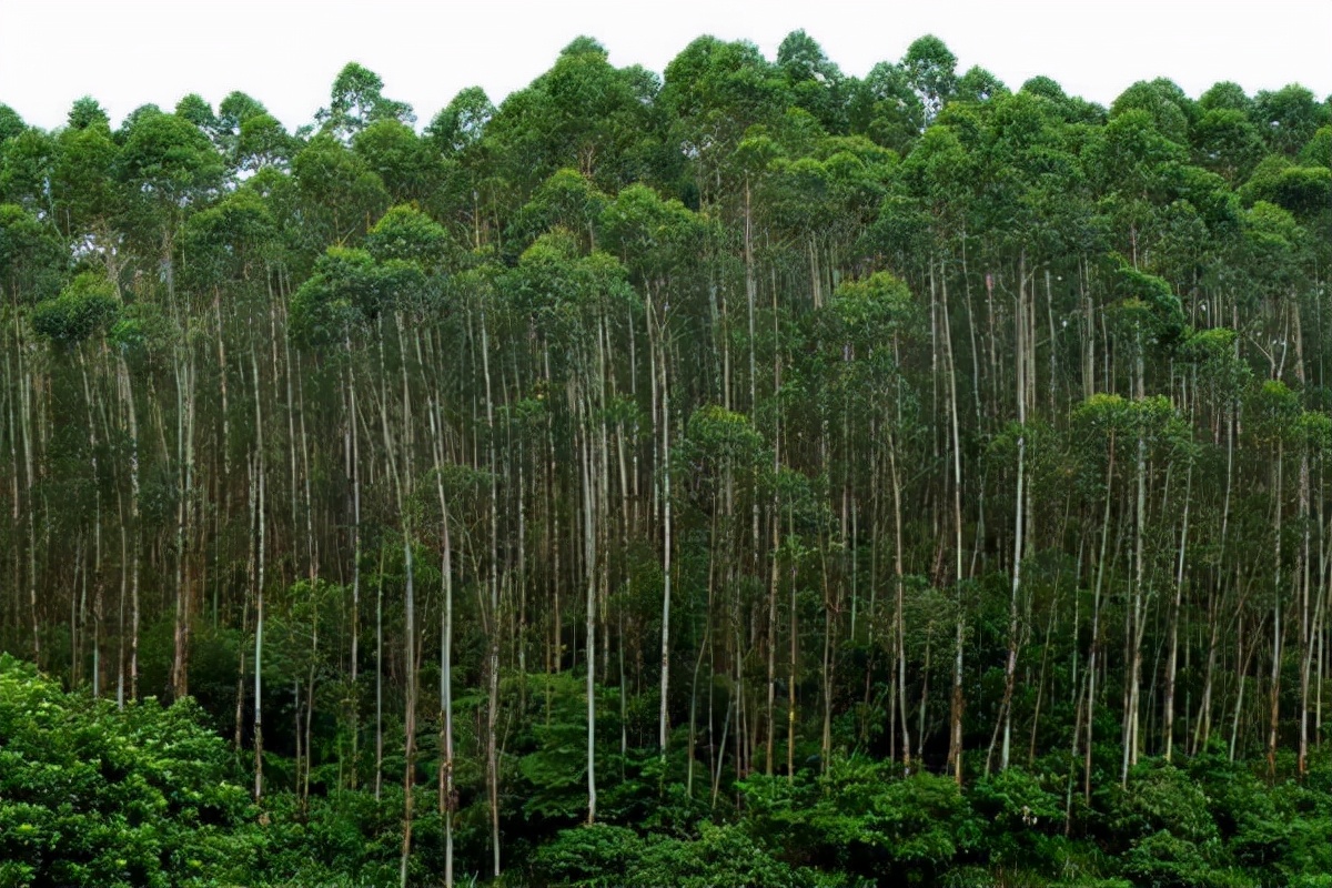 桉树|桉树林|澳大利亚_新浪新闻